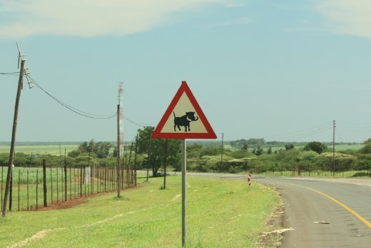 Warthog crossing