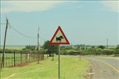 Warthog crossing: by anijensen, Views[182]