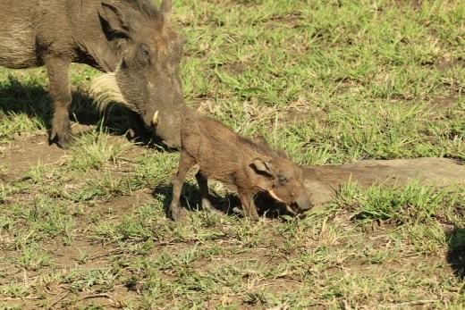 Adorable baby warthog