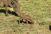 Adorable baby warthog: by anijensen, Views[1317]