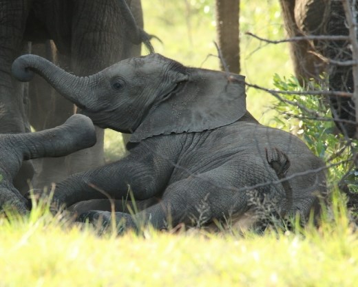 Baby elephants playing