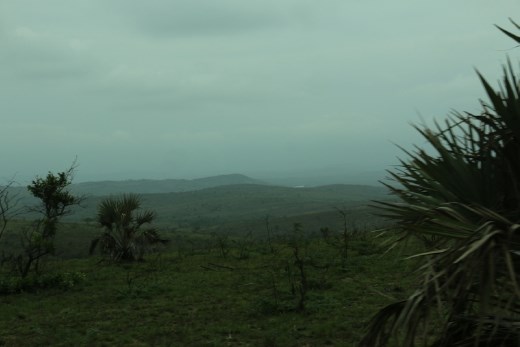Misty morning, South African bush country
