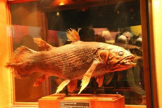 Cast of the original coelacanth, thought to be extinct, 