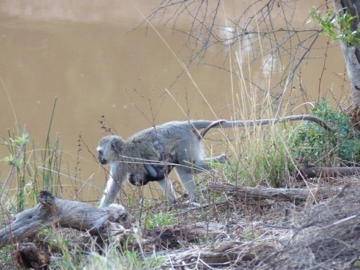 Mama monkey with baby near our tent lodge
