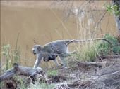 Mama monkey with baby near our tent lodge: by anijensen, Views[217]