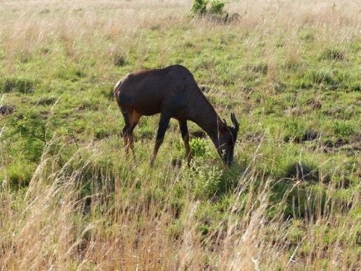 Sassaby, the world's fastest hoofed animal