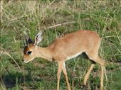 Springbok (too cute!): by anijensen, Views[253]