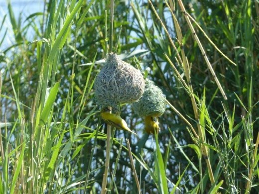 Weavers working on their nests