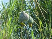 Weavers working on their nests: by anijensen, Views[185]