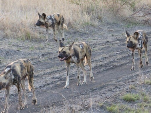 African Wild Dogs beginning the evening hunt for food.