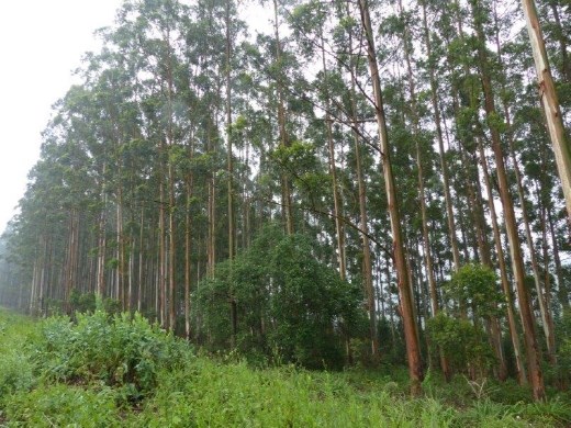 Eucalyptus tree plantation (for paper production)