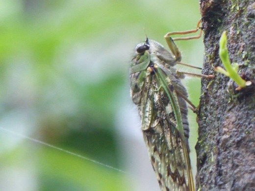 This little guy, and his friends, made deafening noise in the rainforest above God's Window