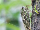 This little guy, and his friends, made deafening noise in the rainforest above God's Window: by anijensen, Views[199]