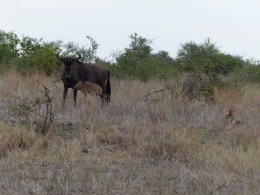 Look closely:  the jackal (right) patiently waiting for a chance at the wildebeest calf, so new that his umbilical cord hasn't fallen off yet.