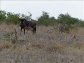 Look closely:  the jackal (right) patiently waiting for a chance at the wildebeest calf, so new that his umbilical cord hasn't fallen off yet.: by anijensen, Views[258]