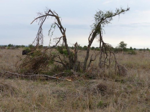 After the elephants pass through