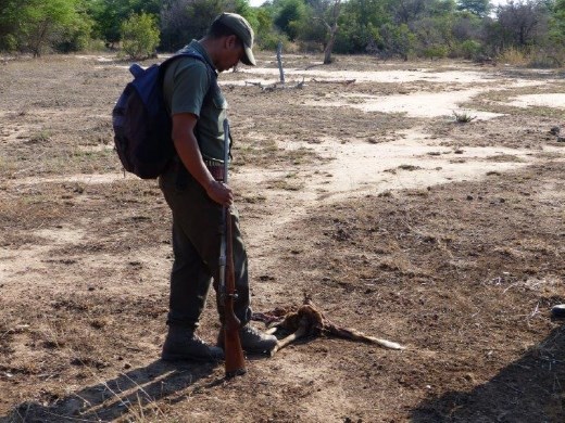 Our guide on our morning walk telling us about fresh impala remains