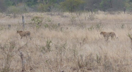 Two male cheetahs on the prowl