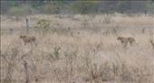 Two male cheetahs on the prowl: by anijensen, Views[290]