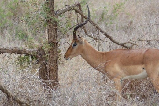 A rare sighting of the Unicorn Impala