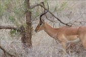 A rare sighting of the Unicorn Impala: by anijensen, Views[255]