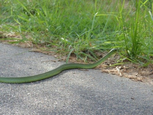Male boomslang snake, highly venomous