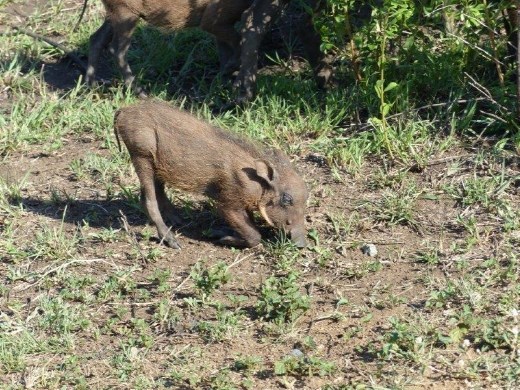This baby warthog is so ugly he's cute
