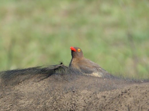 Oxpicker on the back of a Cape Buffalo, eating bugs but preferring scabs from scratches and wounds.