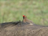 Oxpicker on the back of a Cape Buffalo, eating bugs but preferring scabs from scratches and wounds.: by anijensen, Views[213]