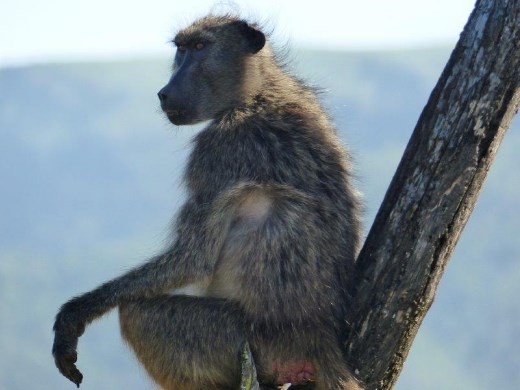 Guard baboon, keeping an eye out while the troop passes through the area.