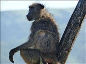 Guard baboon, keeping an eye out while the troop passes through the area.: by anijensen, Views[276]