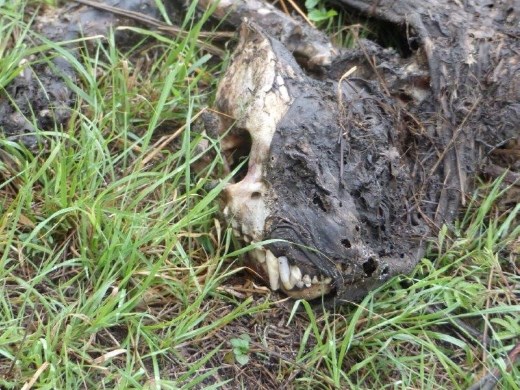 Hyena carcass.  Nice choppers, huh?