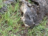 Hyena carcass.  Nice choppers, huh?: by anijensen, Views[275]