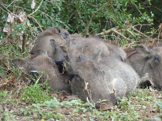 A pile of warthogs trying to stay warm on a chilly morning.