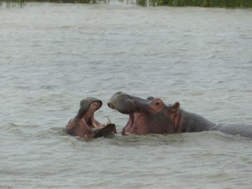 Two young male hippos roughhousing.