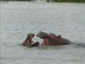 Two young male hippos roughhousing.: by anijensen, Views[291]