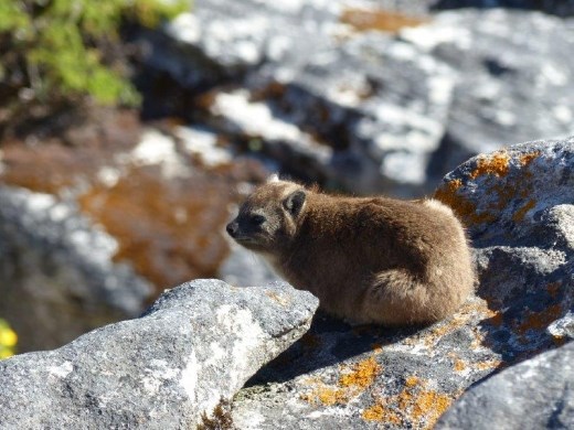 Rock dassie on a cliff edge