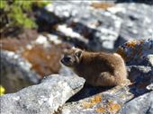 Rock dassie on a cliff edge: by anijensen, Views[192]