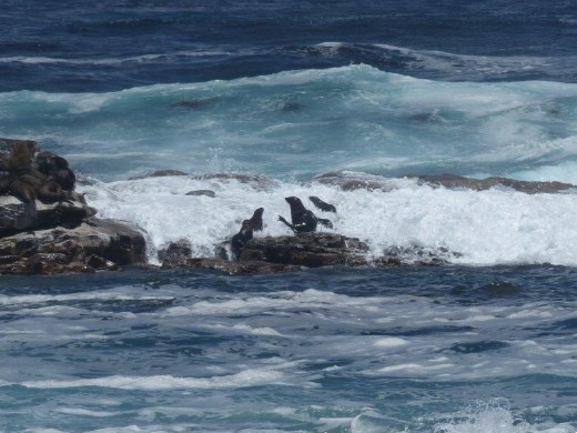 Seals at Cape of Good Hope