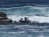 Seals at Cape of Good Hope: by anijensen, Views[236]