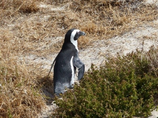 Penguin at Table Mountain National Park