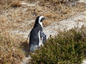 Penguin at Table Mountain National Park: by anijensen, Views[275]