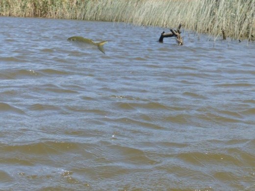 Perpetually leaping mullet during a canoe trip on the Sunday River