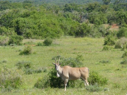 A big eland bull