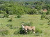 A big eland bull: by anijensen, Views[306]