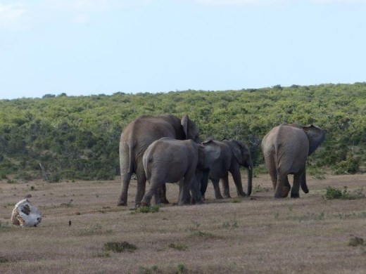 Elephants strolling past the skull of a bull elephant killed by another bull a few years ago