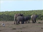 Elephants strolling past the skull of a bull elephant killed by another bull a few years ago: by anijensen, Views[324]