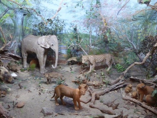 We were really lucky to see all these animals at the same time.