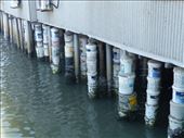 How to wrap your wood pilings with concrete, Chow Jetty, George Town, Penang, Malaysia: by anijensen, Views[437]