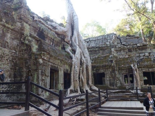 Trees overgrowing a 12th century Buddhist temple